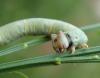 Biston betularia